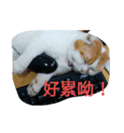 P P cat（個別スタンプ：8）