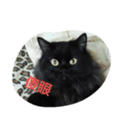 blackcat cat（個別スタンプ：1）