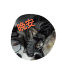blackcat cat（個別スタンプ：4）