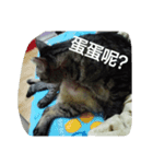 blackcat cat（個別スタンプ：5）