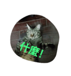 blackcat cat（個別スタンプ：6）