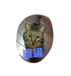 blackcat cat（個別スタンプ：7）