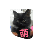 blackcat cat（個別スタンプ：8）