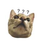 milu cat（個別スタンプ：1）