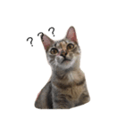 milu cat（個別スタンプ：2）