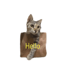 milu cat（個別スタンプ：3）