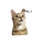 milu cat（個別スタンプ：5）