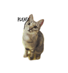 milu cat（個別スタンプ：7）