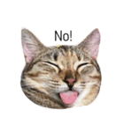 milu cat（個別スタンプ：8）