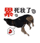 Baby loves murmur（個別スタンプ：3）
