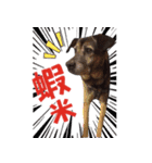 Baby loves murmur（個別スタンプ：16）