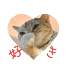 猫のあんずです(LOVE♡らぶ編)（個別スタンプ：1）