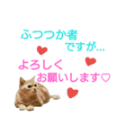 猫のあんずです(LOVE♡らぶ編)（個別スタンプ：5）