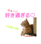 猫のあんずです(LOVE♡らぶ編)（個別スタンプ：6）