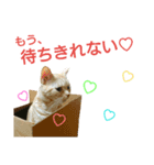 猫のあんずです(LOVE♡らぶ編)（個別スタンプ：8）