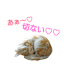 猫のあんずです(LOVE♡らぶ編)（個別スタンプ：15）