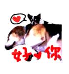 my family dogs forever（個別スタンプ：4）