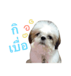 Kaki's Dog（個別スタンプ：3）