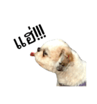 Kaki's Dog（個別スタンプ：5）