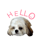 Kaki's Dog（個別スタンプ：7）