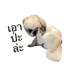 Kaki's Dog（個別スタンプ：8）