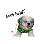 Kaki's Dog（個別スタンプ：10）