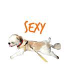 Kaki's Dog（個別スタンプ：11）