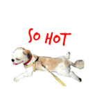 Kaki's Dog（個別スタンプ：12）