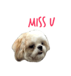Kaki's Dog（個別スタンプ：13）