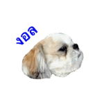 Kaki's Dog（個別スタンプ：14）