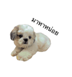 Kaki's Dog（個別スタンプ：16）