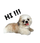 Kaki's Dog（個別スタンプ：17）