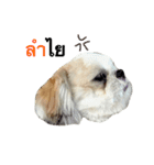Kaki's Dog（個別スタンプ：19）