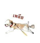 Kaki's Dog（個別スタンプ：20）