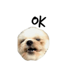 Kaki's Dog（個別スタンプ：23）