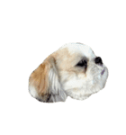 Kaki's Dog（個別スタンプ：26）