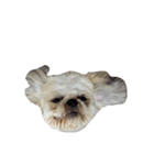 Kaki's Dog（個別スタンプ：27）
