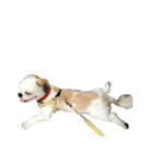 Kaki's Dog（個別スタンプ：28）