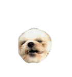 Kaki's Dog（個別スタンプ：29）