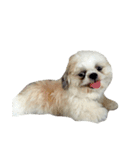 Kaki's Dog（個別スタンプ：30）