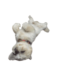 Kaki's Dog（個別スタンプ：31）