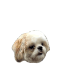Kaki's Dog（個別スタンプ：32）