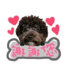 Chibao part1（個別スタンプ：8）