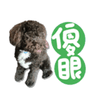 Chibao part1（個別スタンプ：12）