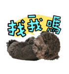 Chibao part1（個別スタンプ：15）