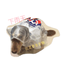 hot dog helpless（個別スタンプ：3）