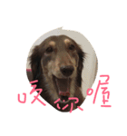 hot dog helpless（個別スタンプ：6）