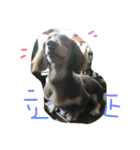 hot dog helpless（個別スタンプ：10）