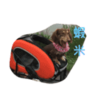 hot dog helpless（個別スタンプ：11）