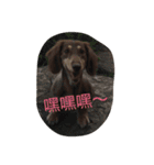 hot dog helpless（個別スタンプ：14）